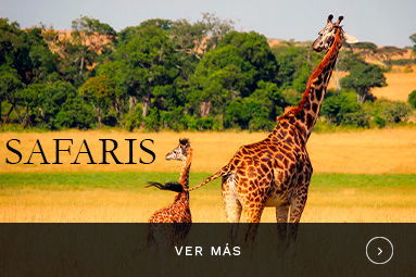 Safaris