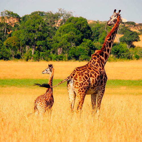 Safari en Kenia y Tanzania